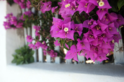 Bougainvillea