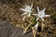 Beach Lilies