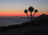 Thistle and Sunset