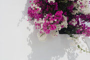 White and Fuscia Bougainvillea