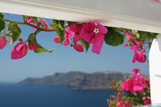 Fuscia Garland