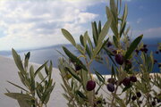 Olives on Tree