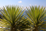 Cactus and Caldera