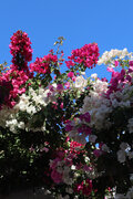 Bougainvilleas