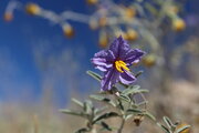 Wildflowers